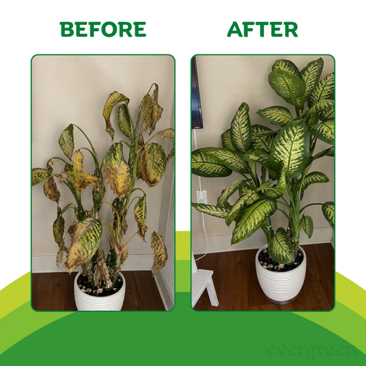 REVIVAL PLANT WATERING MIX