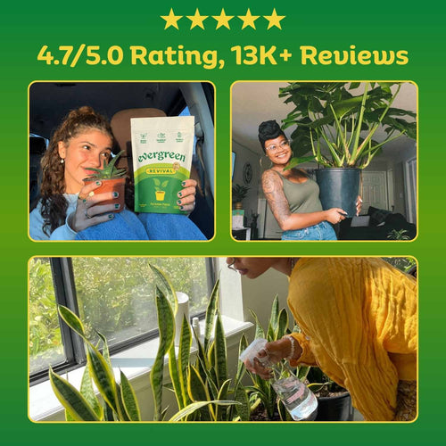 REVIVAL PLANT WATERING MIX